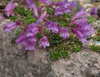 Purple lavender flowers on plants with tiny leaves.